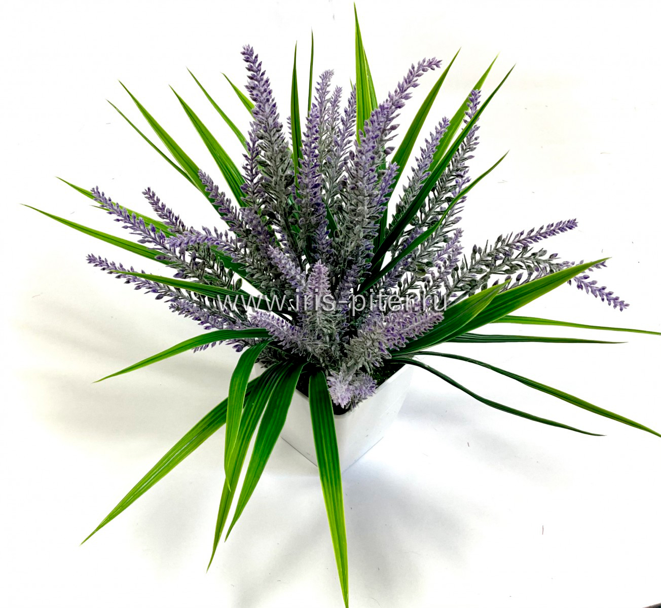 Лаванда с осокой в большом горшке 