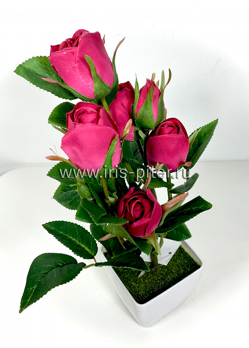 Роза горшечная 6г в горшке малиновая