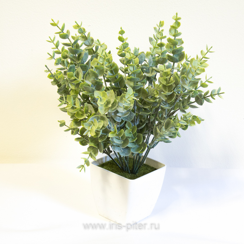 Самшит куст 