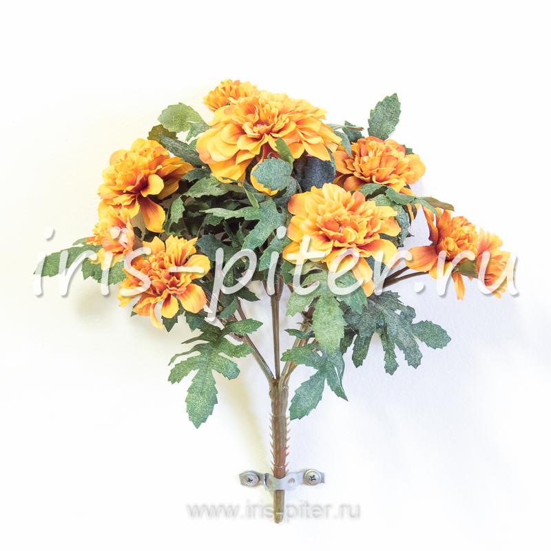 Бархатцы горшечные маленькие