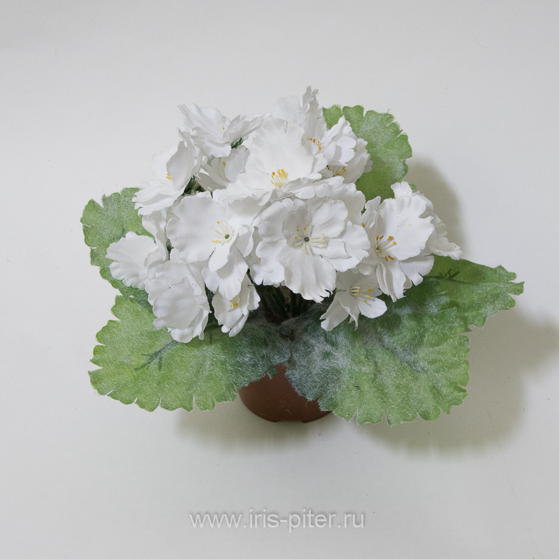 Фиалка горшечная