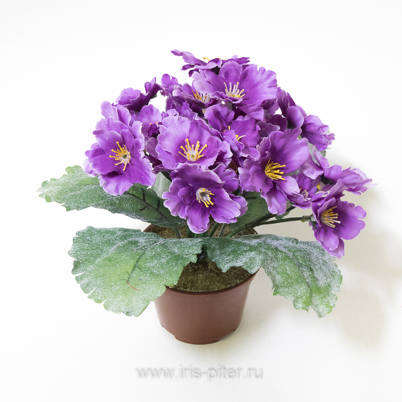 Фиалка горшечная