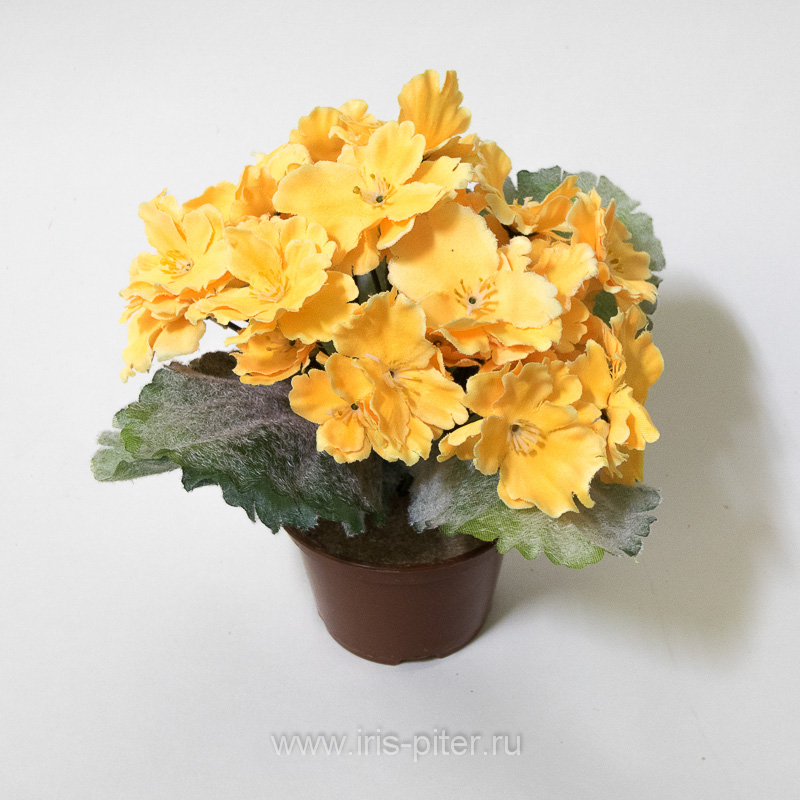 Фиалка горшечная