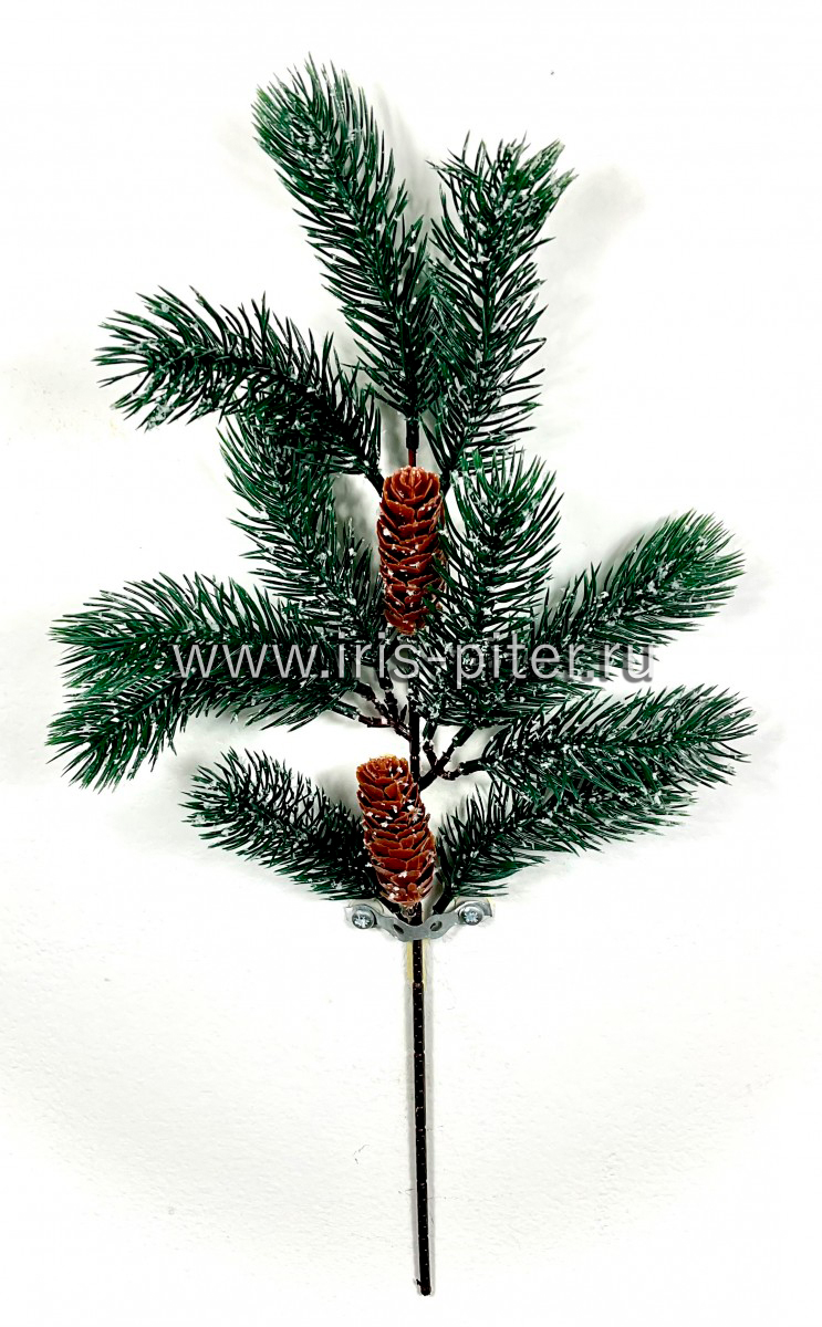 Ветка елки с двумя шишками заснеженная