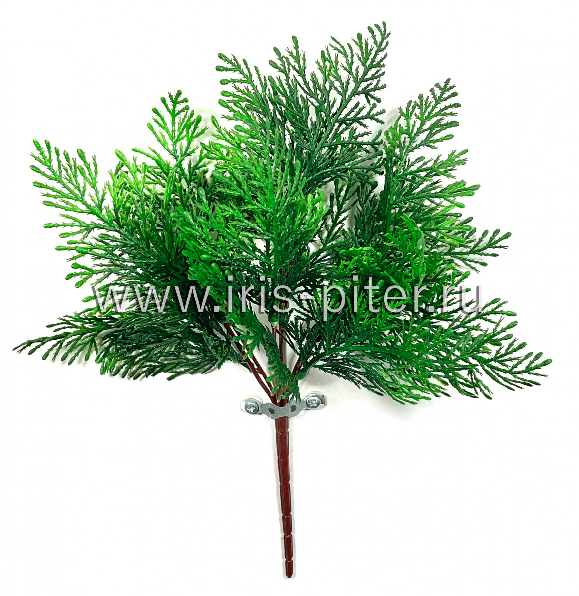 куст туя 7вет 