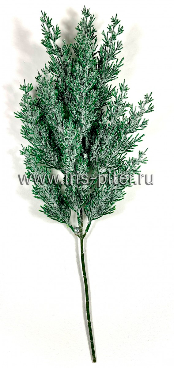 ветка заснеженная можжевельник