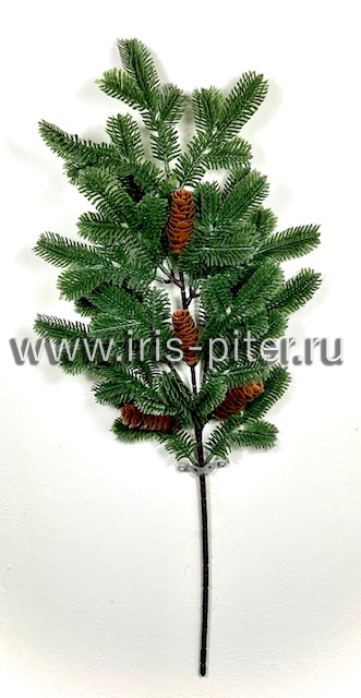 Ветка ели Нобилис с шишками