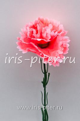 Гвоздика одиночная