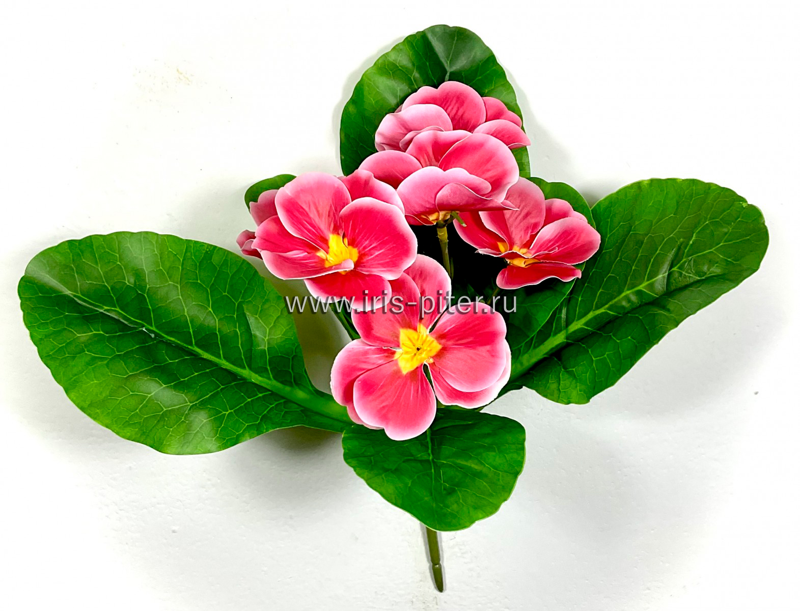 Букет примула 6г с листом