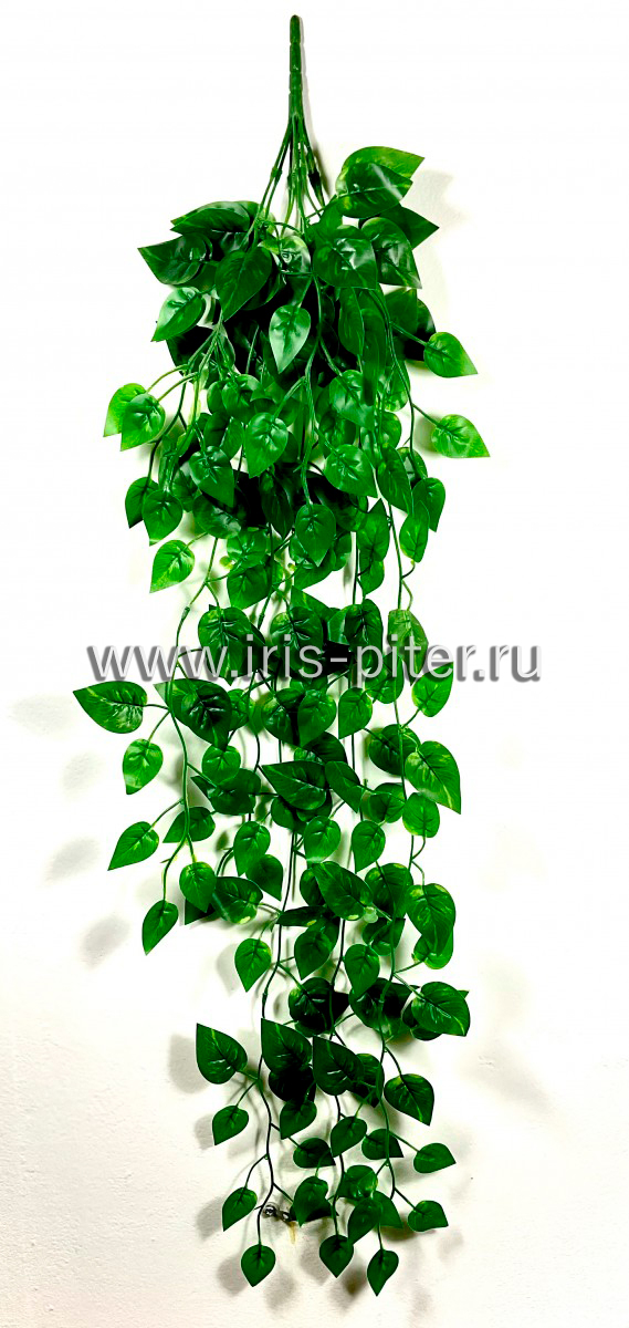 Ветка сциндапсус 9вет