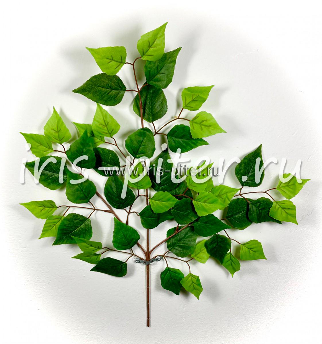 Ветка береза зеленая