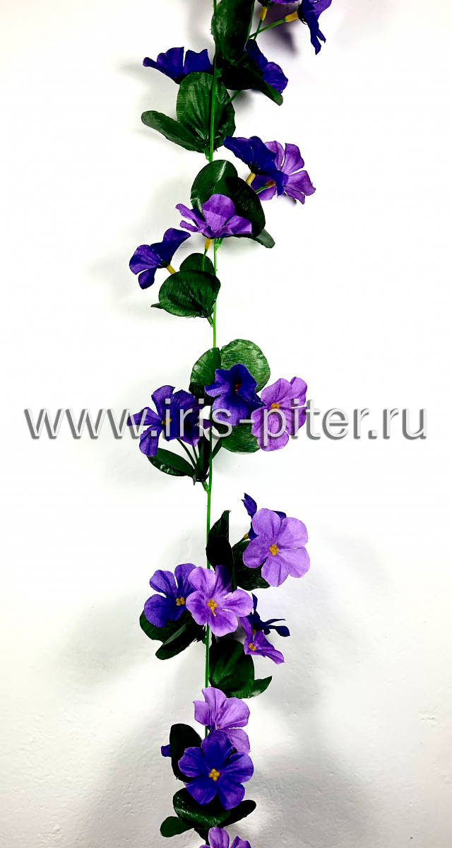 Лиана фиалка фиолетовая двухцветная