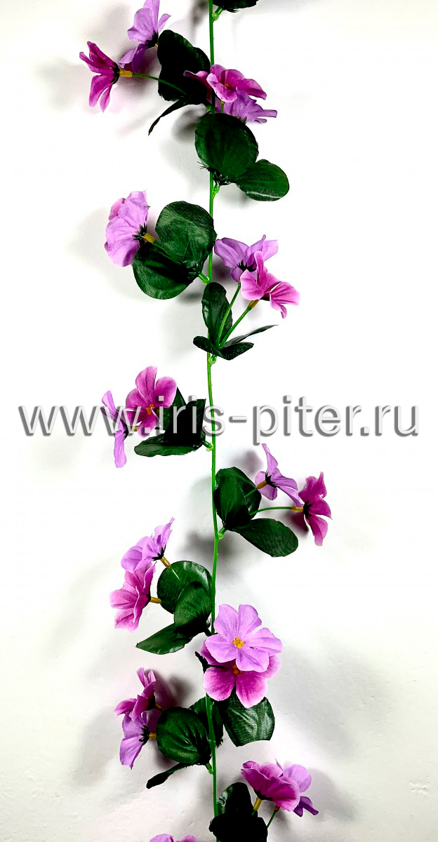 Лиана фиалка сиреневая двухцветная