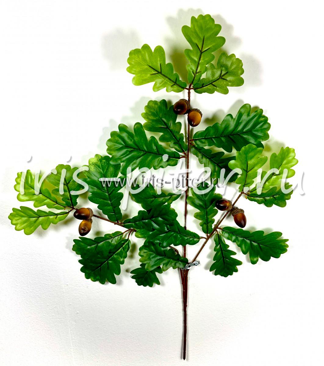 Ветка дуб зеленый с желудями