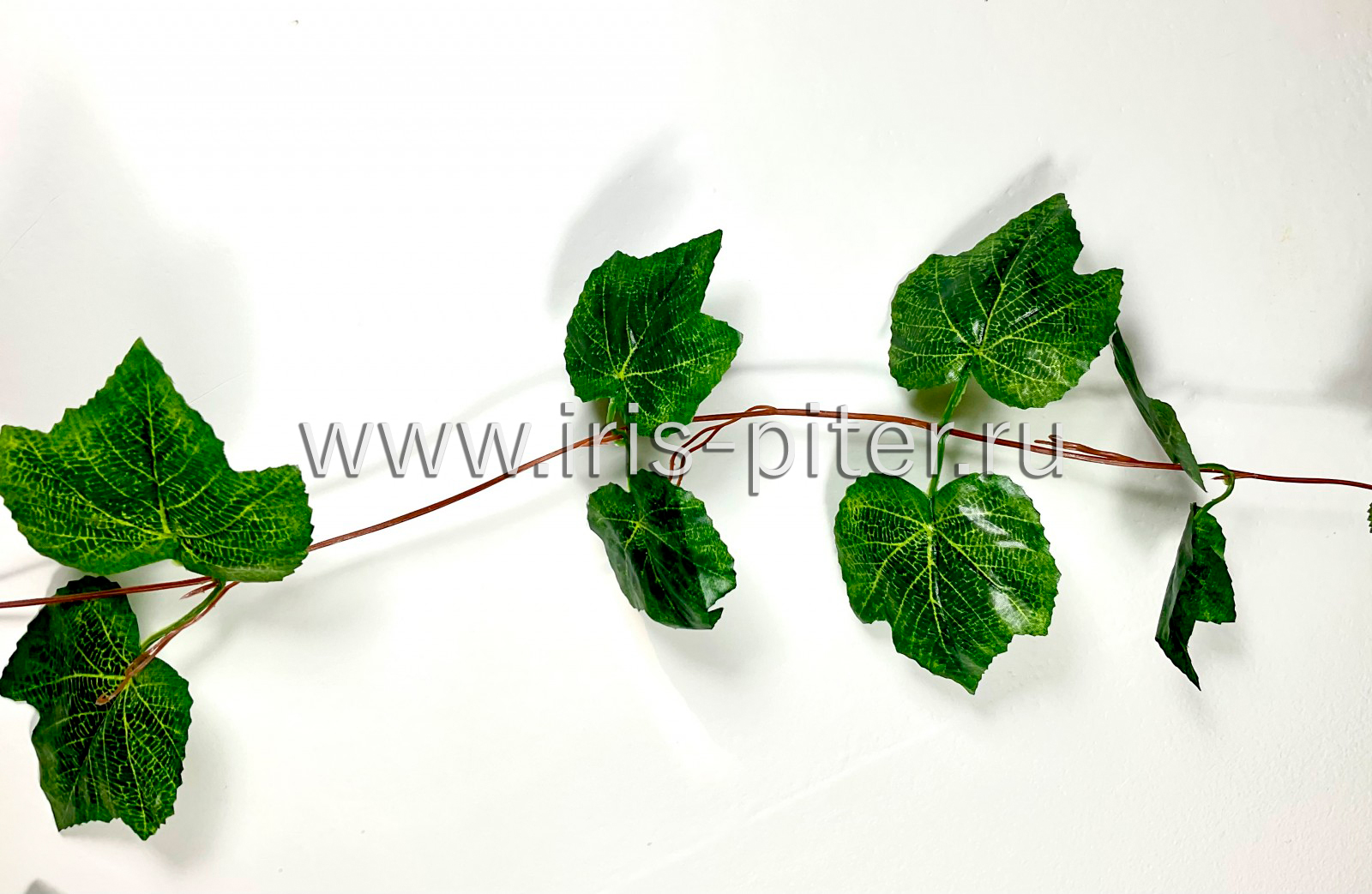 Лиана 5 веток виноград