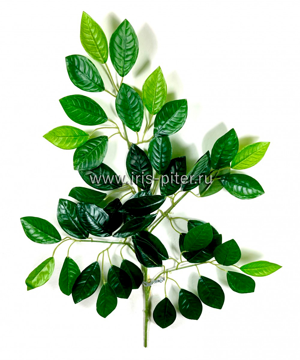 Ветка мандарин