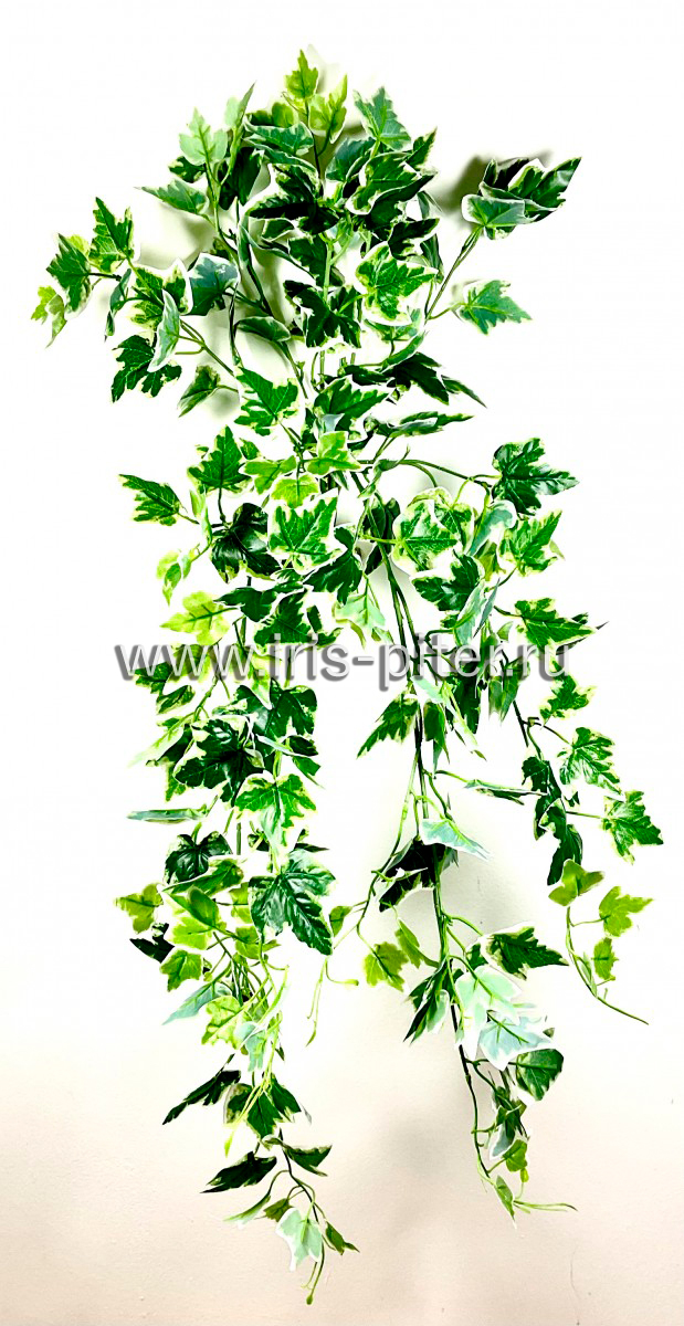 Ветка плющ белый край