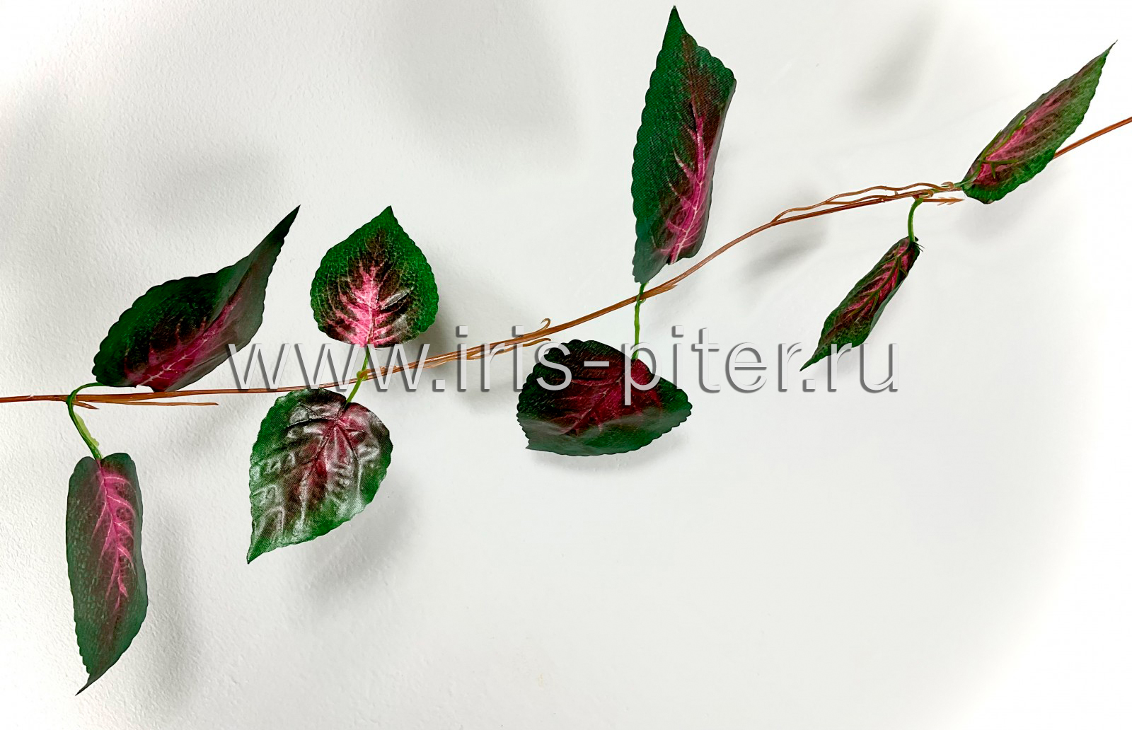 Лиана 5 веток колеус