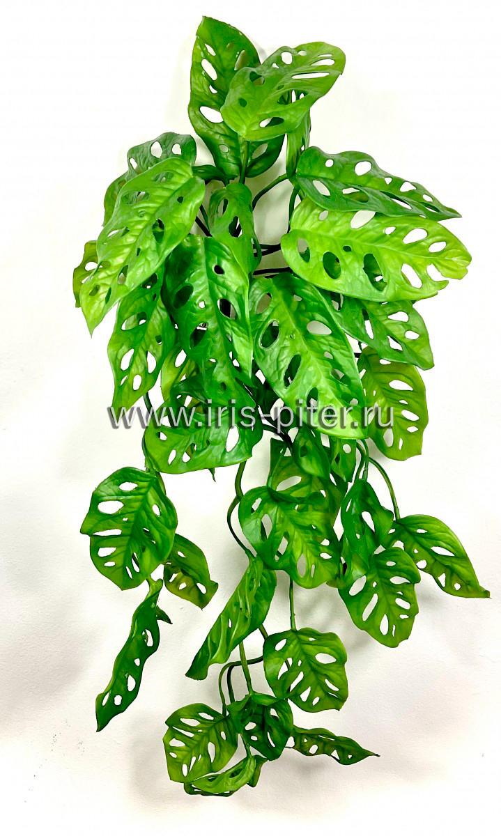 Ветка монстера Фридрихшталя