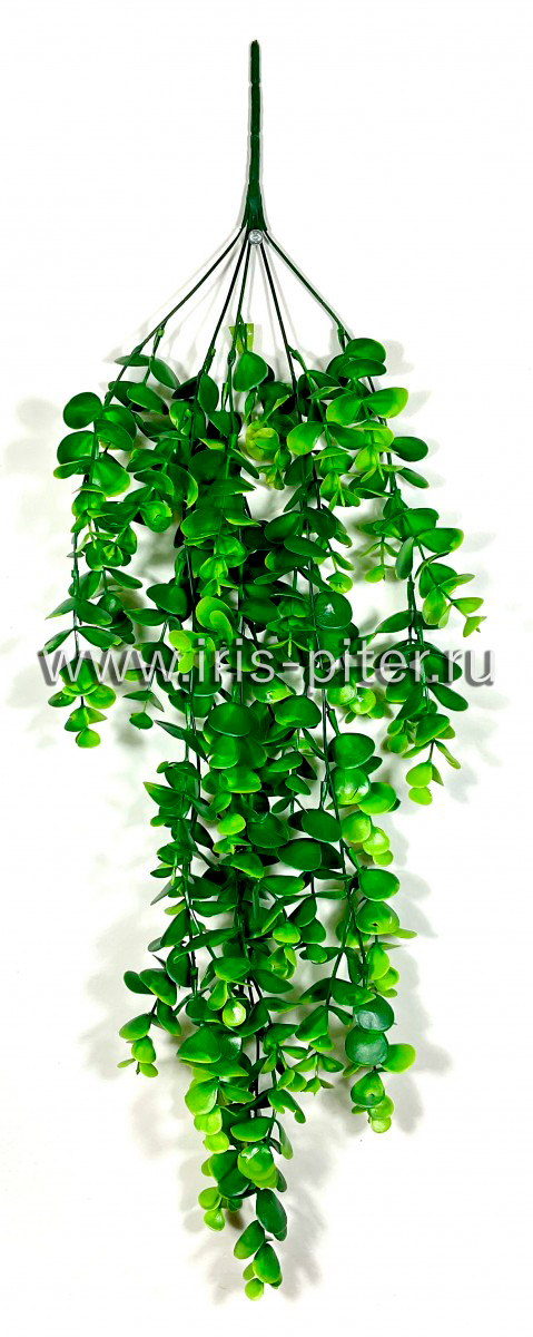 Ветка самшит 5вет