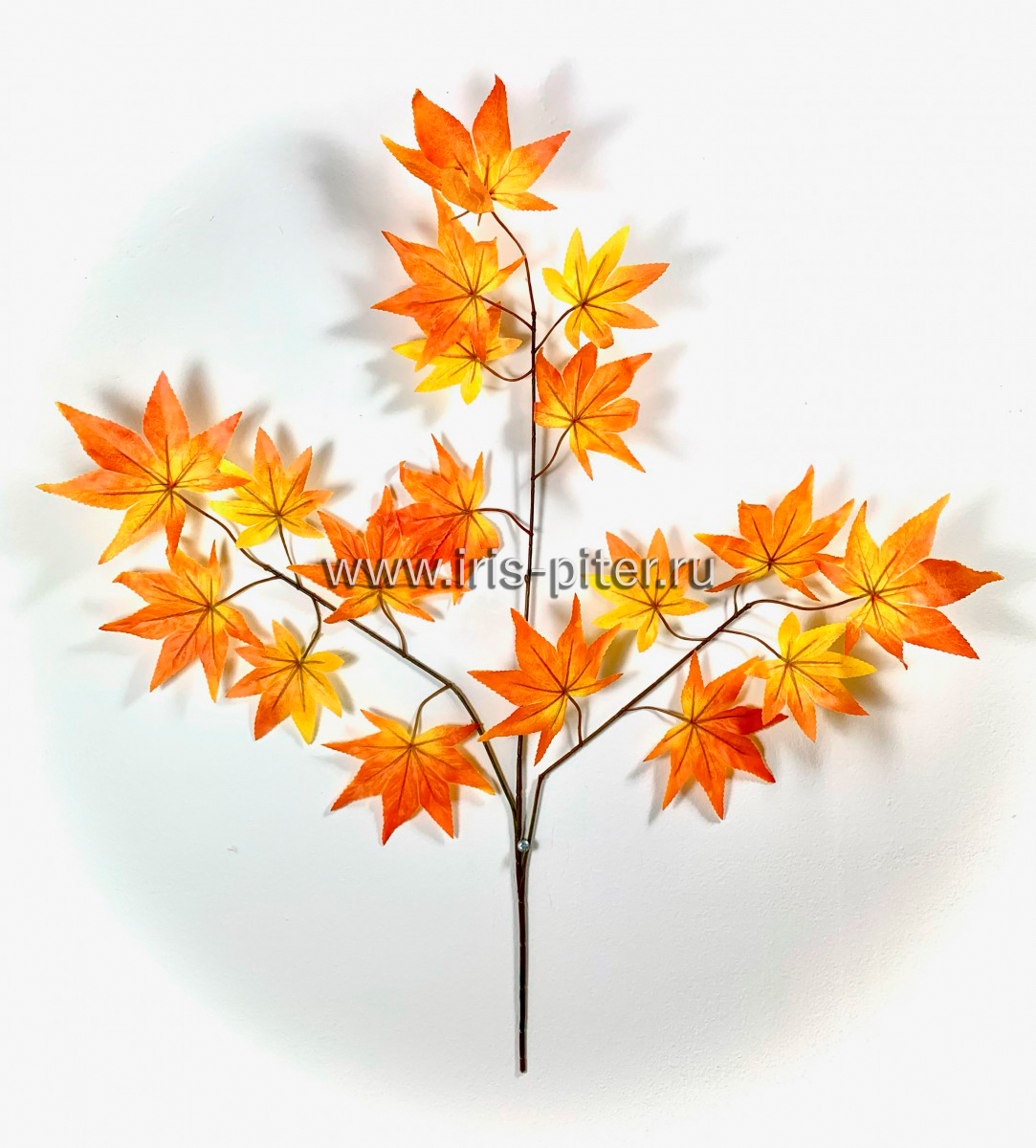 ветка клен японский осенний