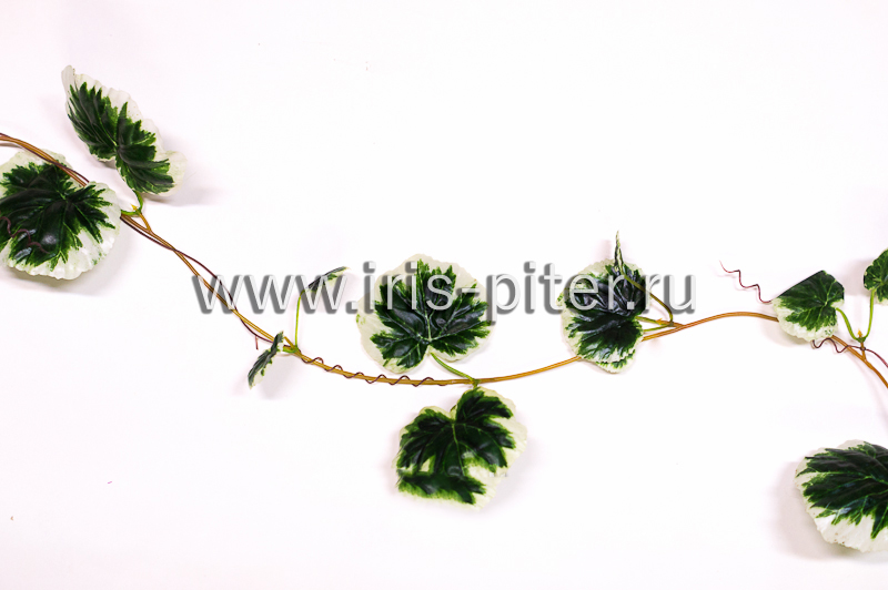 Лиана 5 веток герань с белым краем