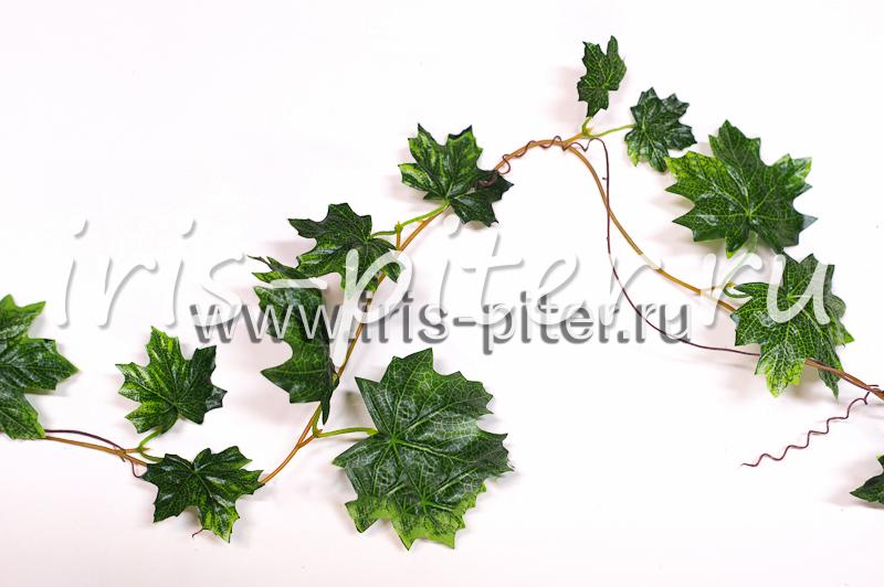 Лиана 5 веток клен зеленый