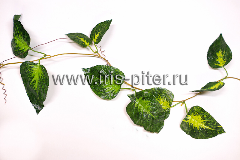 Лиана 5 веток