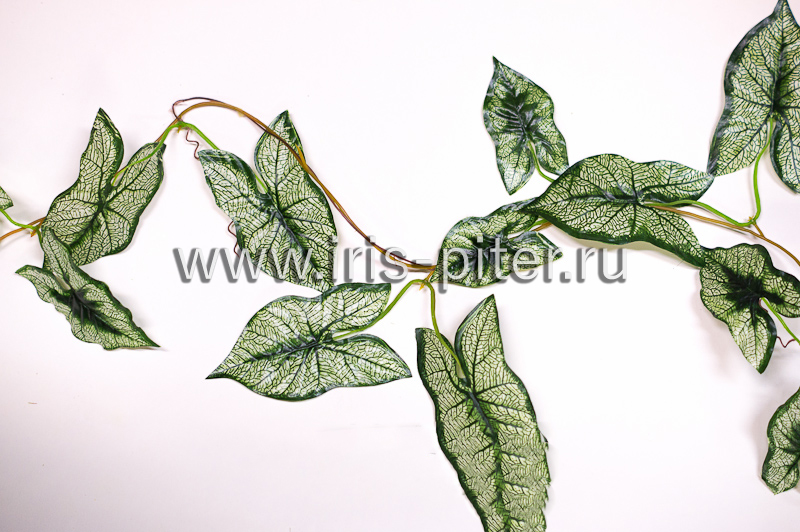 Лиана 5 веток сингониум