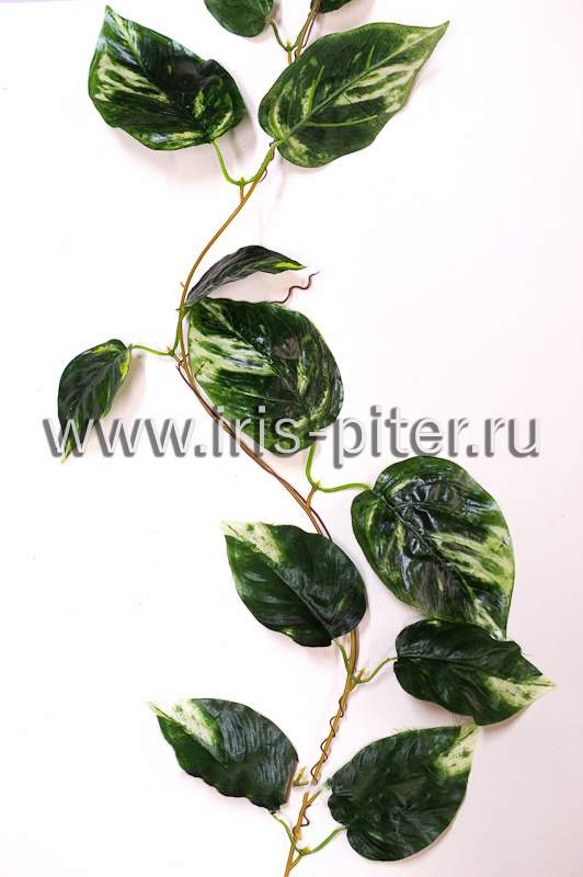 Лиана 5 веток сциндапсус
