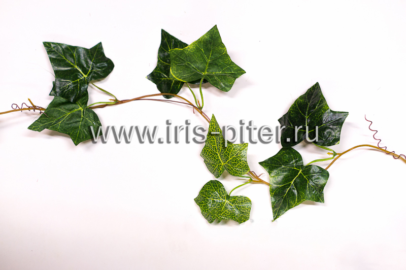 Лиана 5 веток плющ