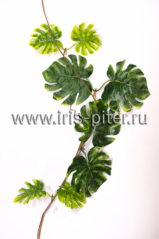 Лиана 5 веток монстера