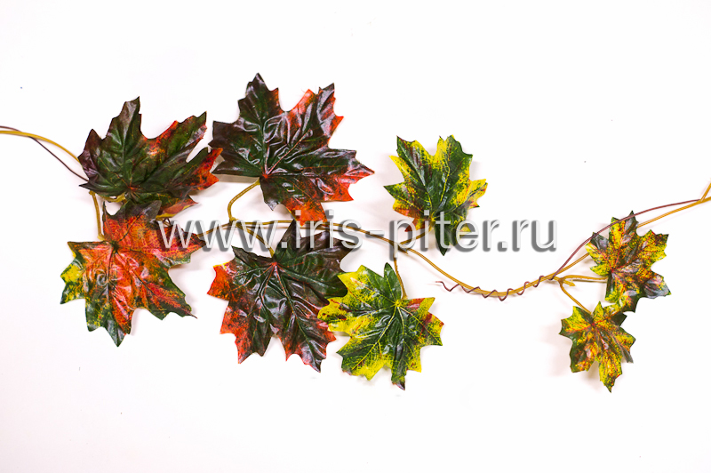 Лиана 5 веток клен цветной
