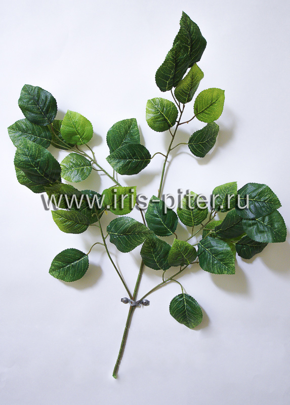 Ветка яблони