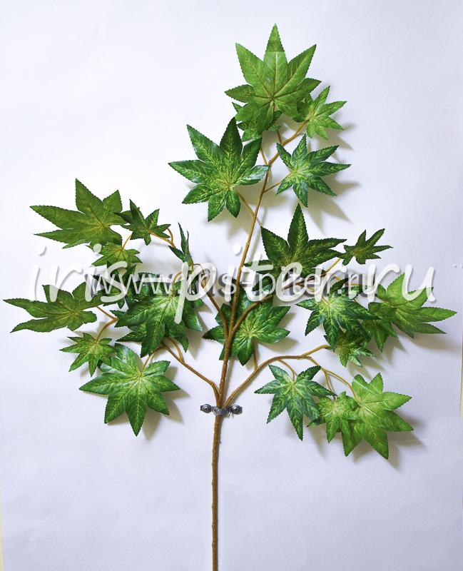 Ветка клена