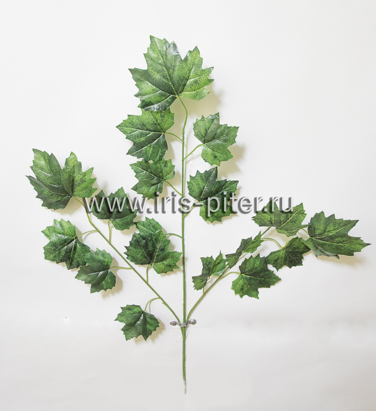 Ветка клена зеленого