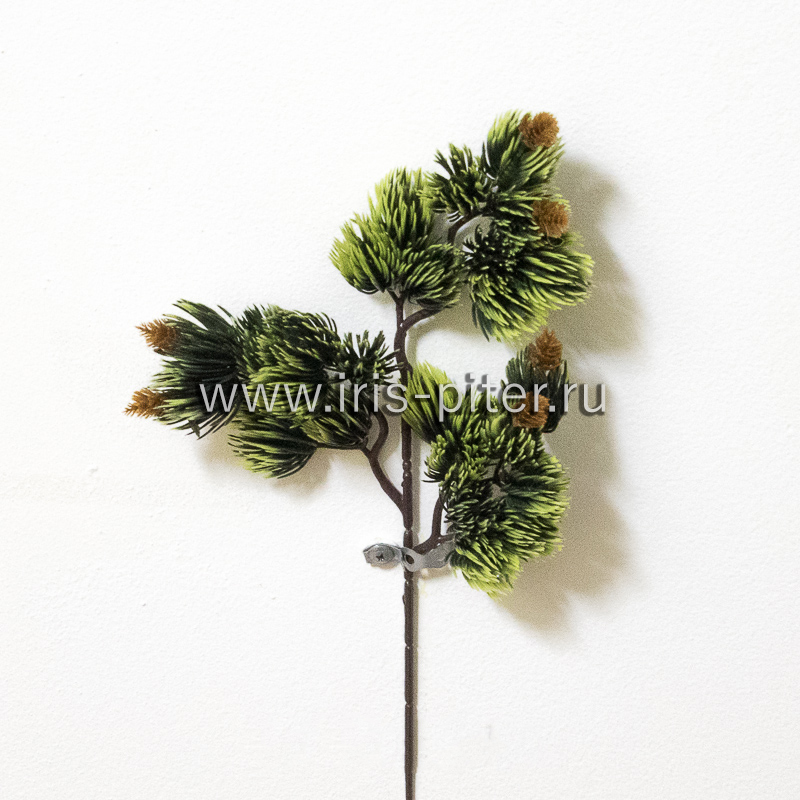 Ветка сосна бонсай