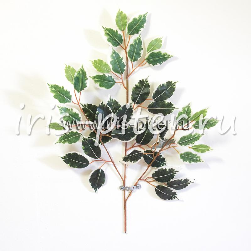 Ветка бенджамин белый край