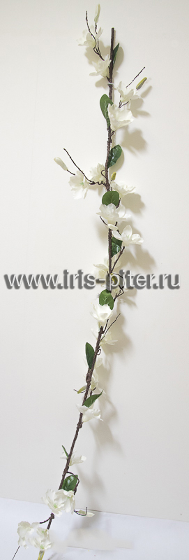 Лиана магнолия белая