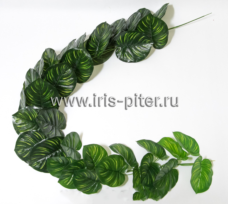 Лиана калатея сборная