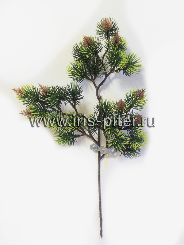 Ветка сосна бонсай