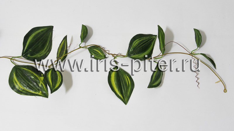 Лиана 5вет традесканция