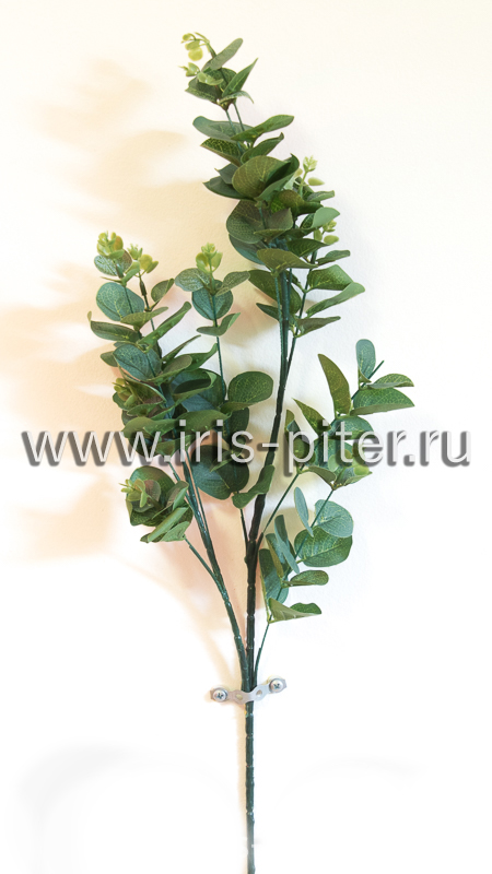 Ветка эвкалипт