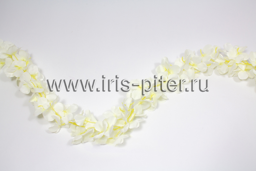 Лиана фиалка белая