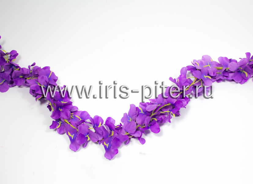 Лиана фиалка сиреневая