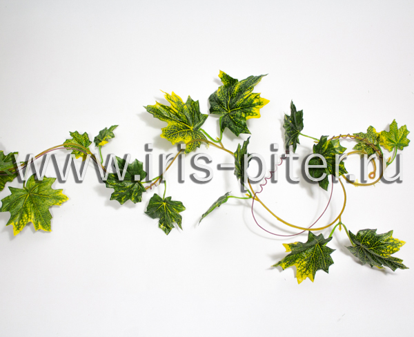 Лиана 5веток клен желтый
