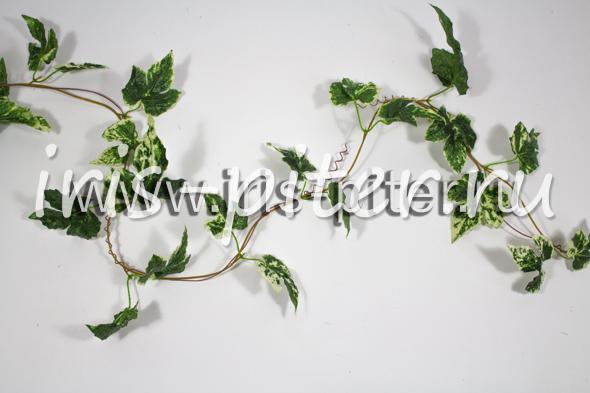 Лиана 5веток плющ пестрый