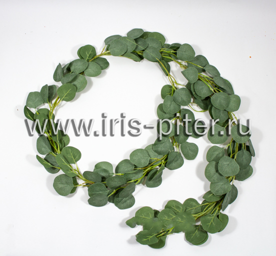 Лиана эвкалипт