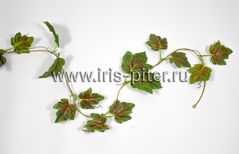 Лиана 5вет виноград красный 