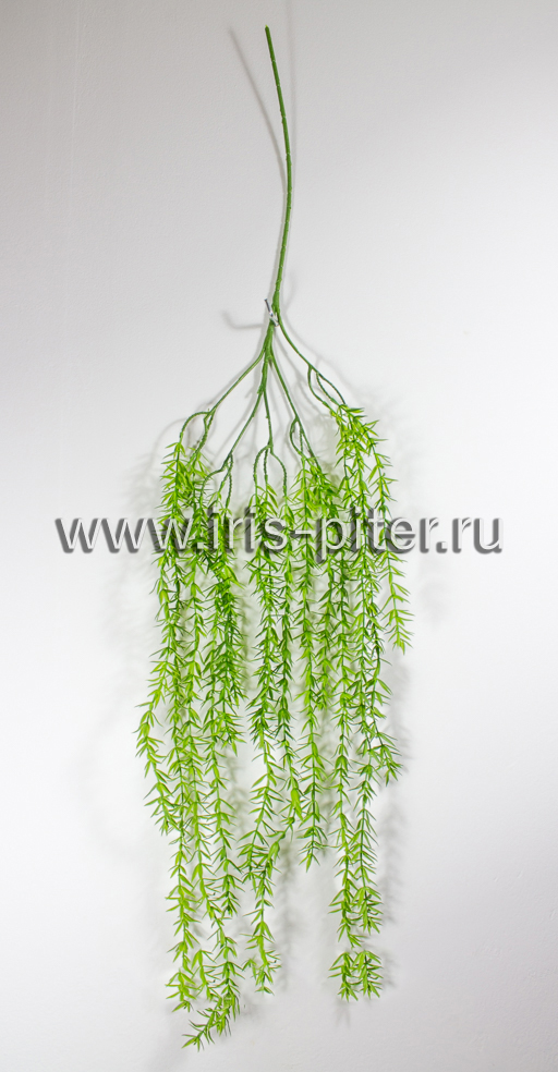 Ветка иглица 5вет